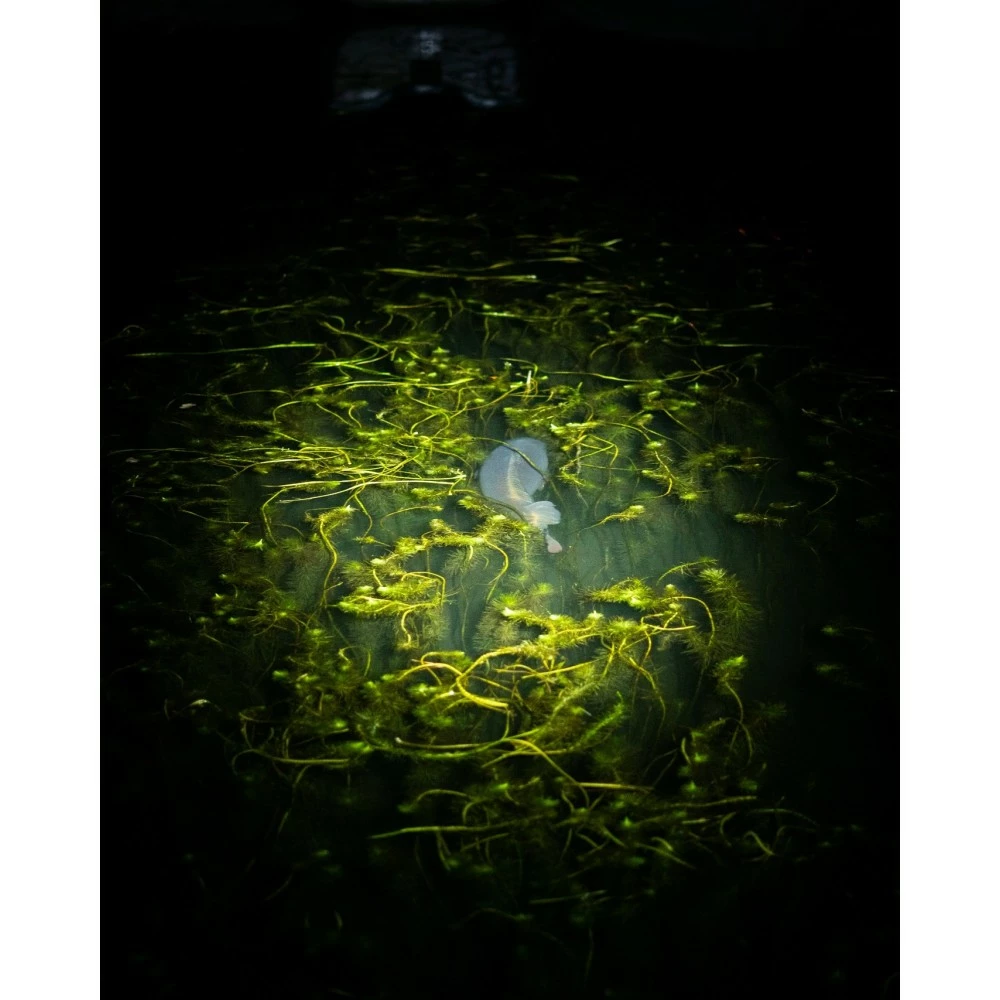 Lampe Frontale Nash Moonshine Micro Lite 8 Lampe Frontale Nash Moonshine Micro Lite – Image 6